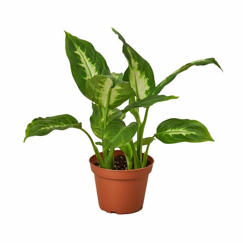 Dieffenbachia Camille 'Dumb Cane'