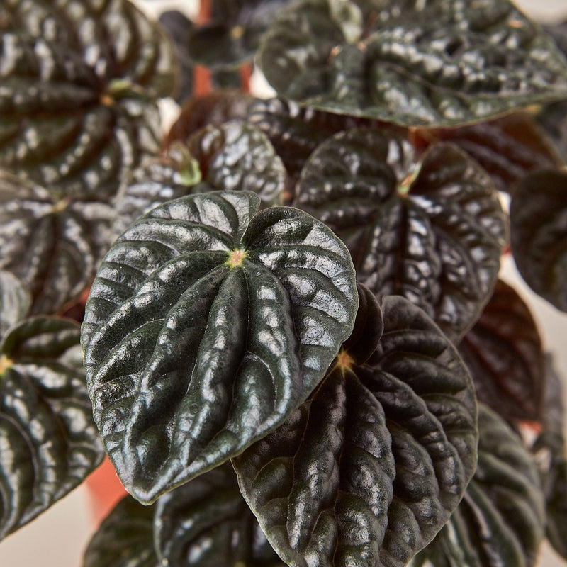 Peperomia 'Ripple Red'