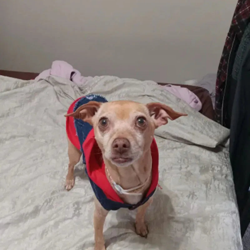 Denim Dog Jacket with Hoodie – Stylish Blue Jeans Coat for Small to Medium Pups