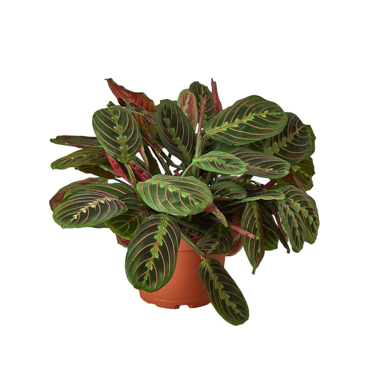 Maranta Red | Prayer Plant