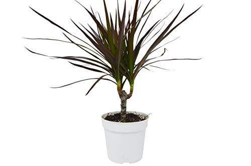 Dracaena 'Marginata Magenta' - 4" Pot