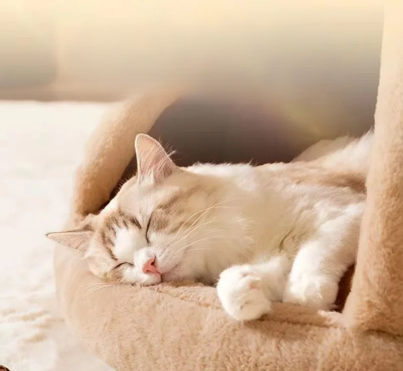 Triangle Pet Tent Bed – Four-Season Triangle Nest for Dogs & Cats with Plush Mattress