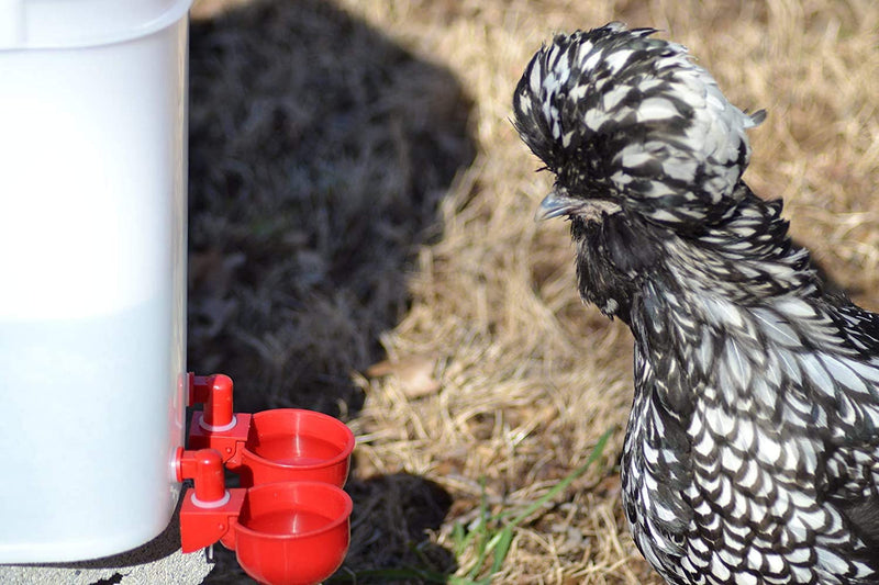 Automatic Chicken Cup Waterer, Auto Poultry Water Bowel Feed for Coop & Flock, Birds, Ducks, Hens Coop Ideas