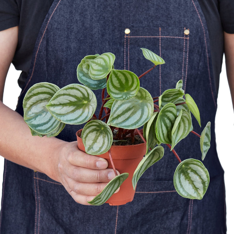 Peperomia Watermelon