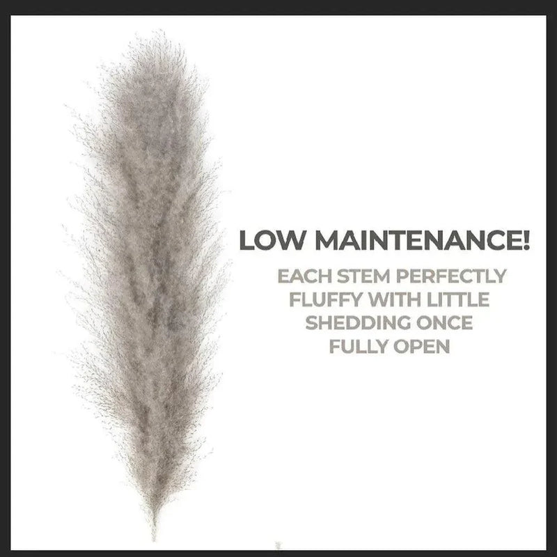 80 cm Natural Real Dried Pampas Grass Bouquet (White / Beige / Gray) │ Fluffy Feather For Modern Boho Home Decoration Ornament