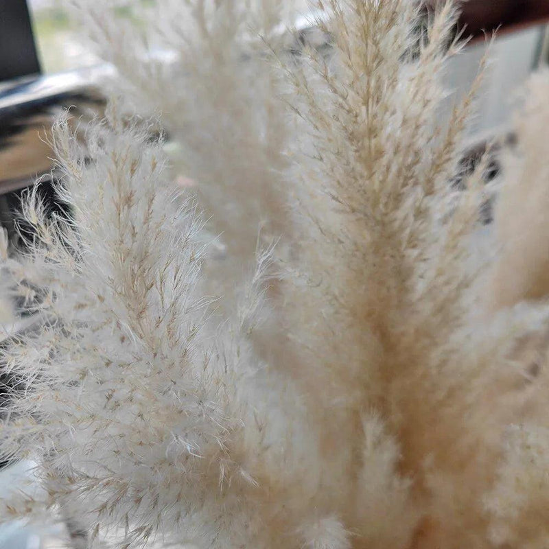 80 cm Natural Real Dried Pampas Grass Bouquet (White / Beige / Gray) │ Fluffy Feather For Modern Boho Home Decoration Ornament