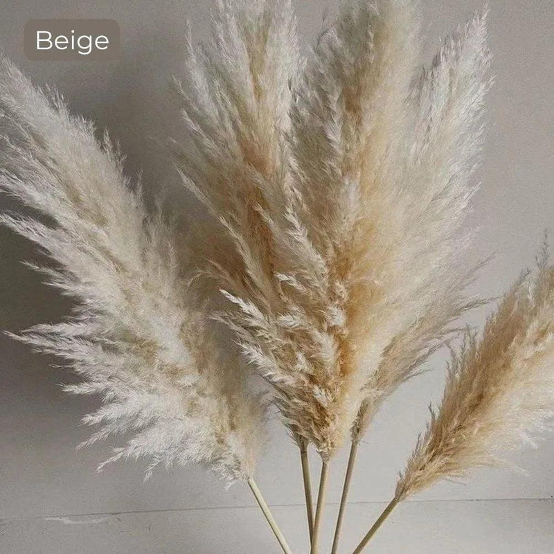 80 cm Natural Real Dried Pampas Grass Bouquet (White / Beige / Gray) │ Fluffy Feather For Modern Boho Home Decoration Ornament