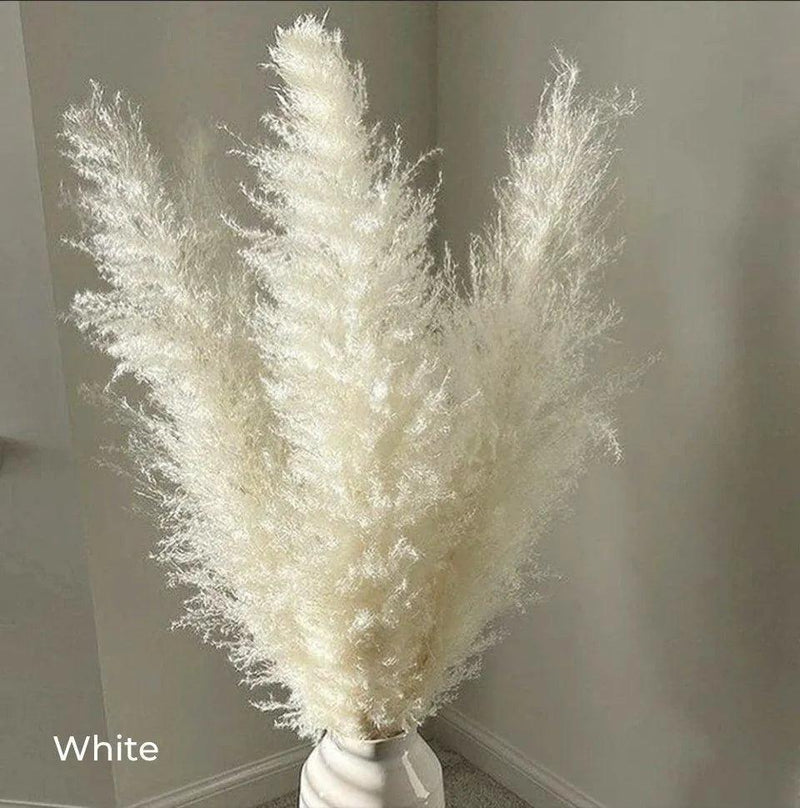 80 cm Natural Real Dried Pampas Grass Bouquet (White / Beige / Gray) │ Fluffy Feather For Modern Boho Home Decoration Ornament