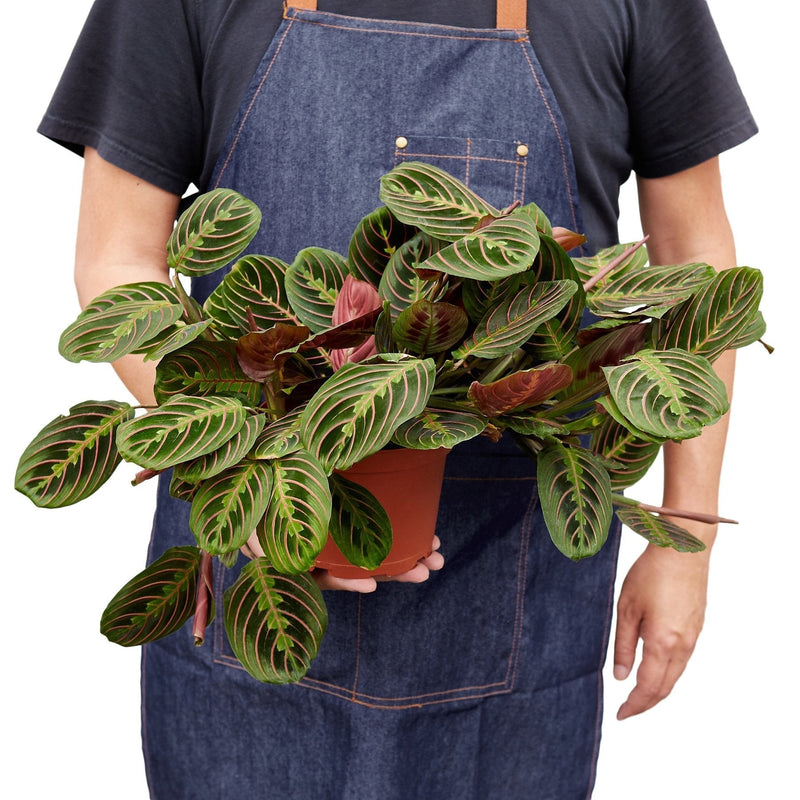 Maranta Red | Prayer Plant