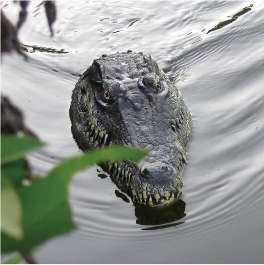 Crocodile Head Remote Control Alligator Boat