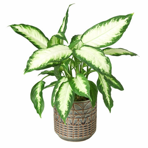 Dieffenbachia Camille 'Dumb Cane'