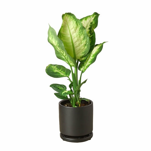 Dieffenbachia Camille 'Dumb Cane'