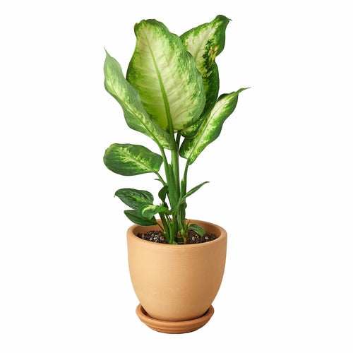 Dieffenbachia Camille 'Dumb Cane'