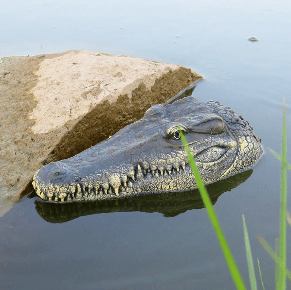 Remote Control Alligator Head -
