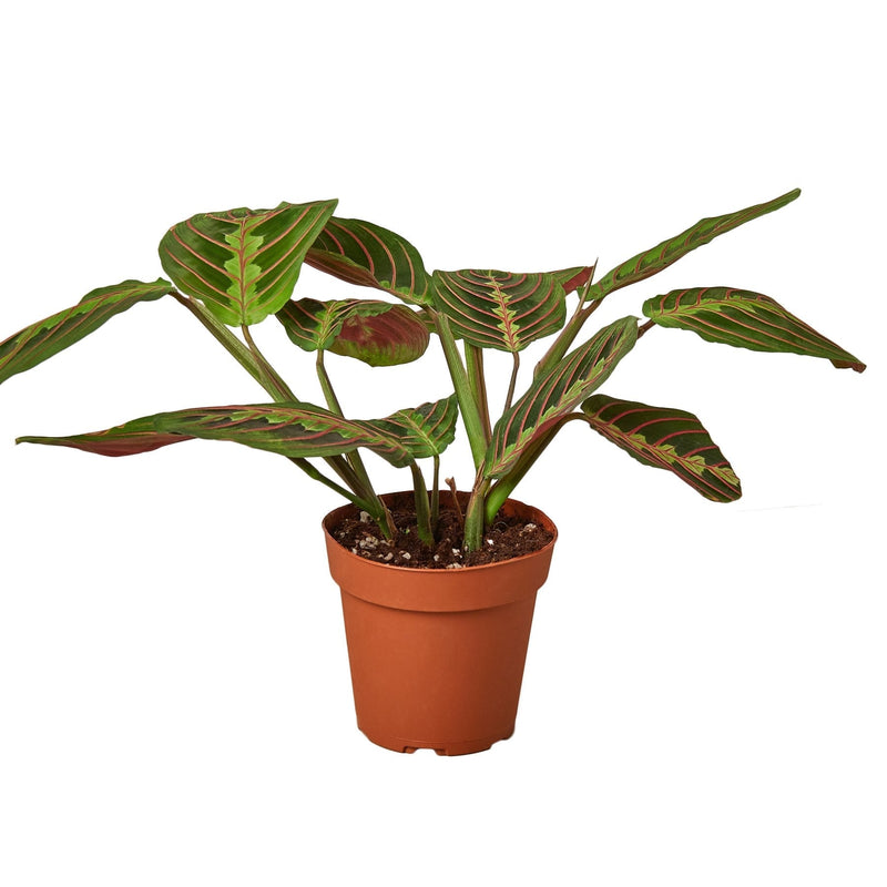 Maranta Red | Prayer Plant