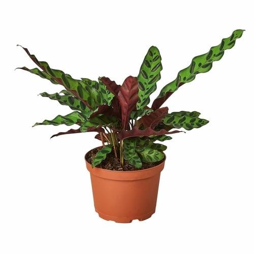 Zebra Plant | Calathea Lancifolia 'Rattlesnake'