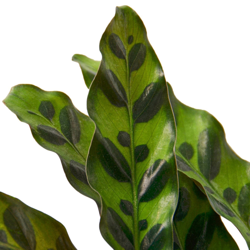 Zebra Plant | Calathea Lancifolia 'Rattlesnake'