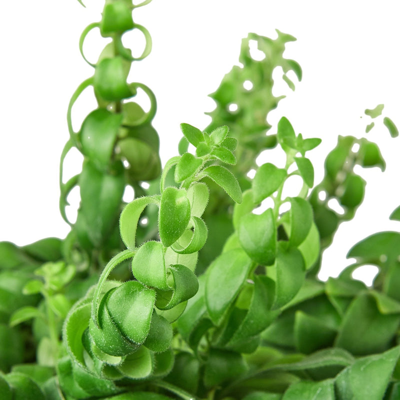 Curly Lipstick Plant | Aeschynanthus radicans