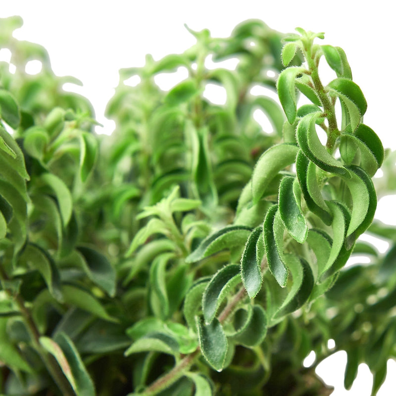 Curly Lipstick Plant | Aeschynanthus radicans