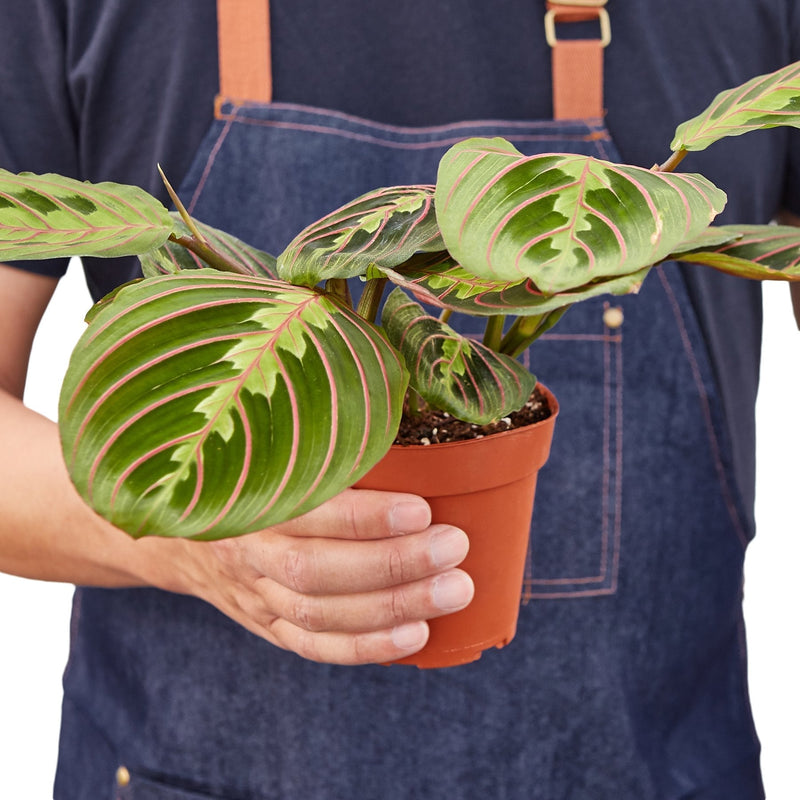 Maranta Red | Prayer Plant