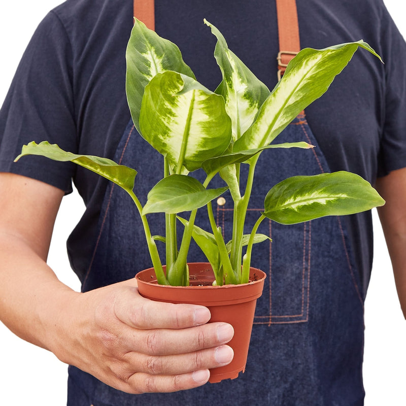 Dieffenbachia Camille 'Dumb Cane'