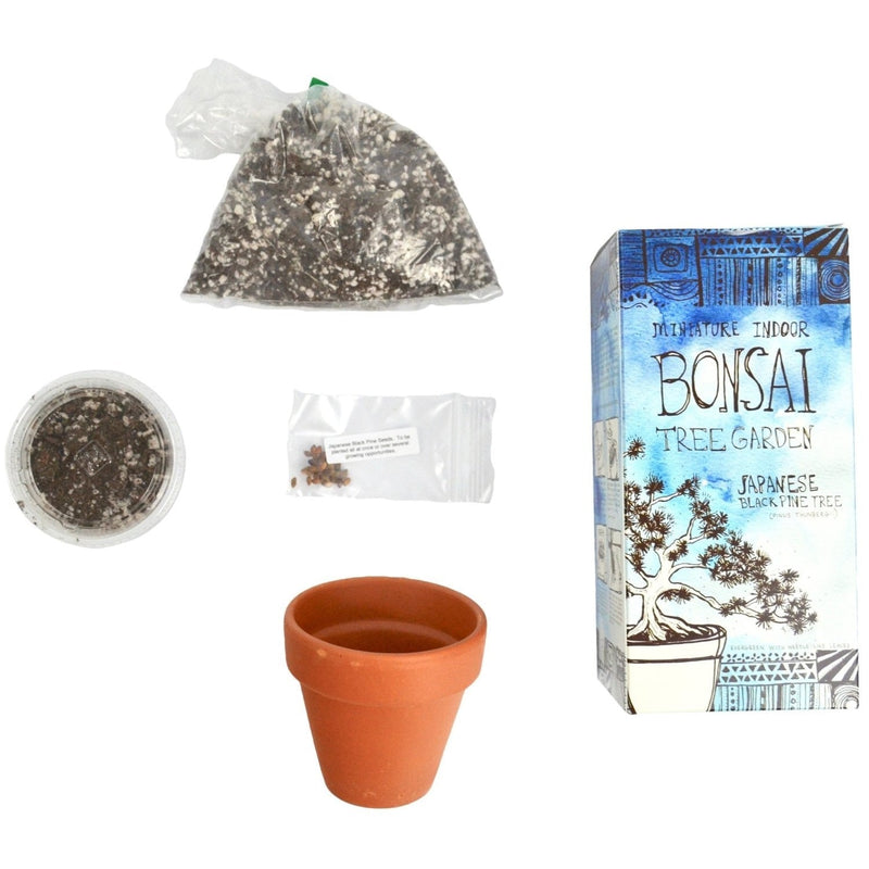 DIY Bonsai Tree Kit | Japanese Black Pine Tree