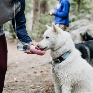 3-in-1 Portable Dog Water Bowl, Food Bowl & Water Bottle