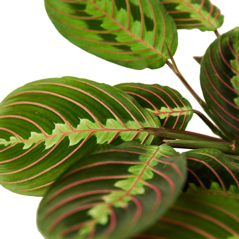 Maranta Red | Prayer Plant