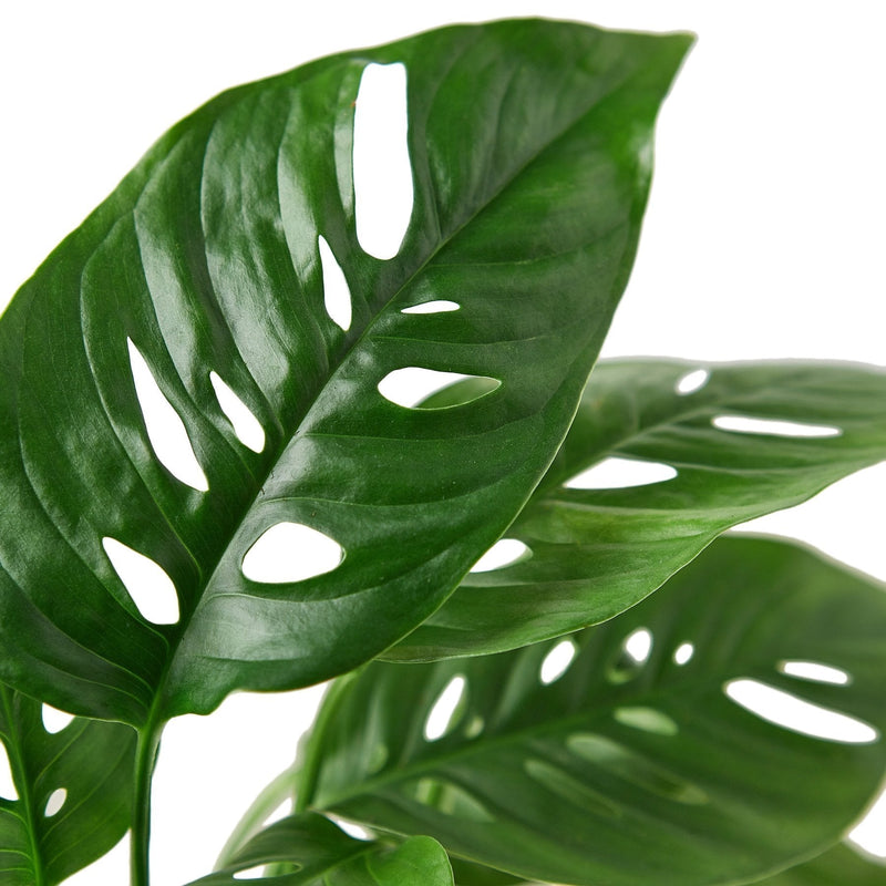 Swiss Cheese Plant | Monstera Adansonii