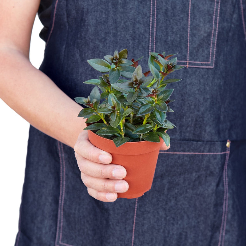 Black Goldfish Plant | Nematanthus Nervosus