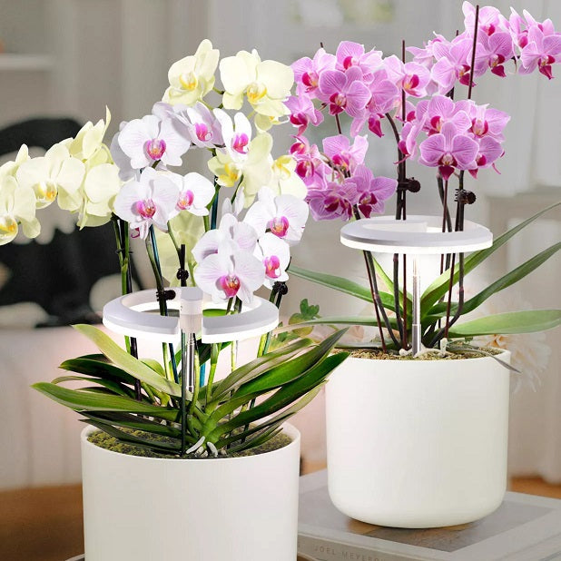 OrchidHalo | Adjustable Stand & Grow Light for Orchids and Indoor Flowers