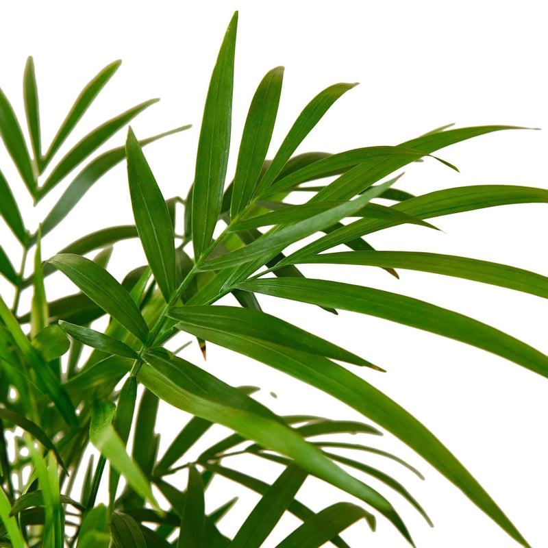 Parlor Palm | Neanthe bella palm | Chamaedorea elegans