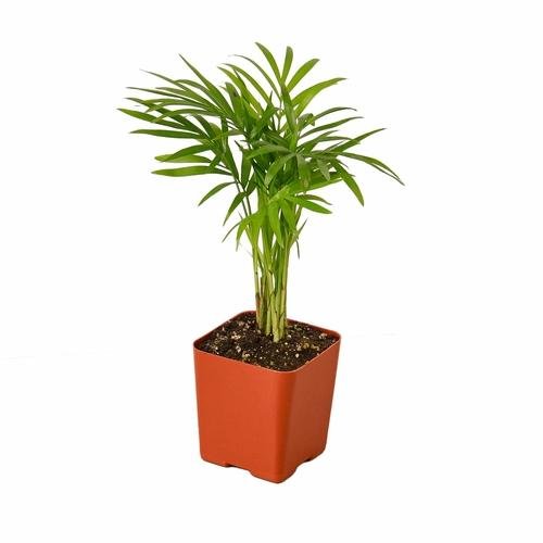 Parlor Palm | Neanthe bella palm | Chamaedorea elegans