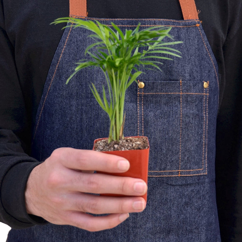 Parlor Palm | Neanthe bella palm | Chamaedorea elegans