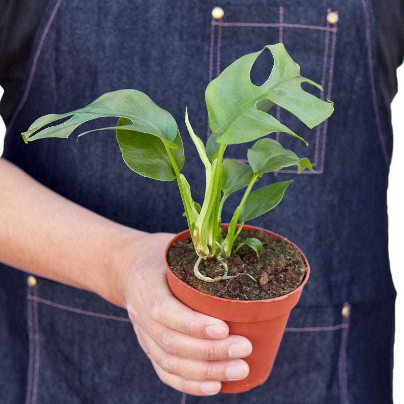 Mini Monstera | Philodendron Piccolo | Rhaphidophora Tetrasperma