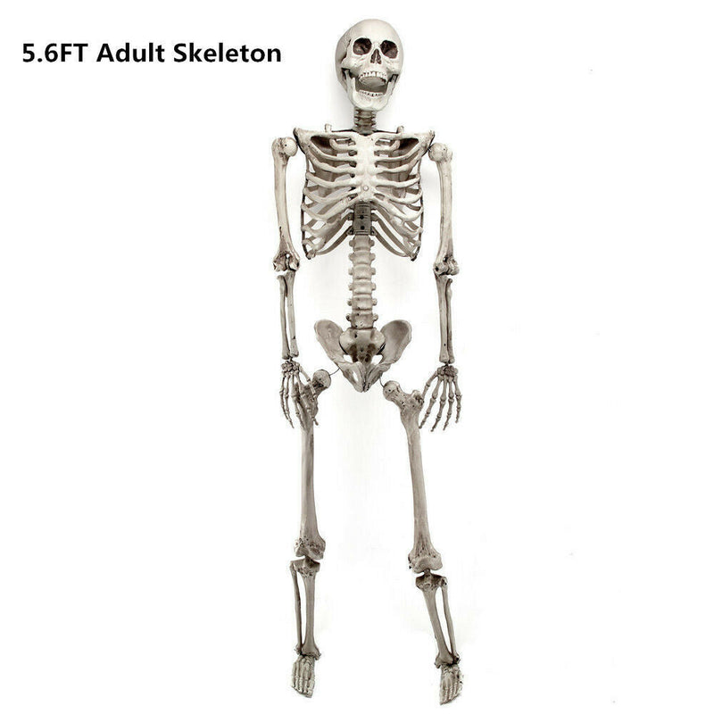 Halloween Prop 5Ft Skeleton Full Size Giant Decoration Skeleton Skull Hand Lifelike Fake Human Body Poseable Anatomy Model Party