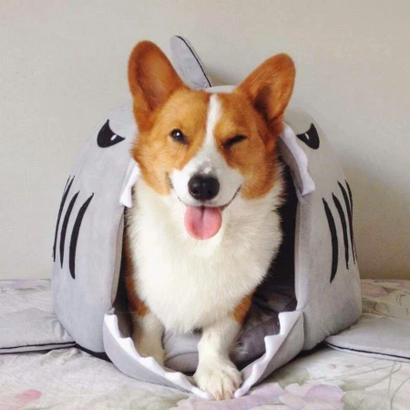 DoggoShark | Dog, Cat & Pet Cartoon Shark Bed