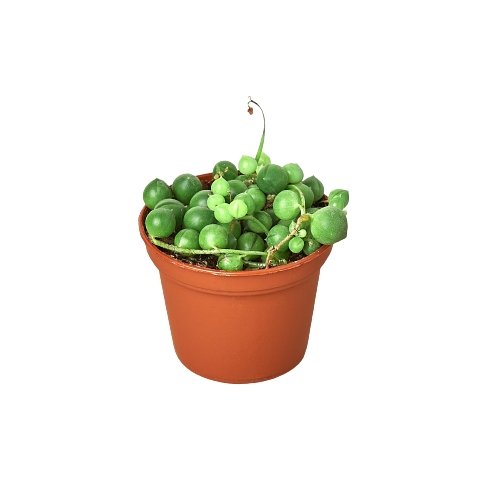 String of Pearls Plant | Senecio rowleyanus