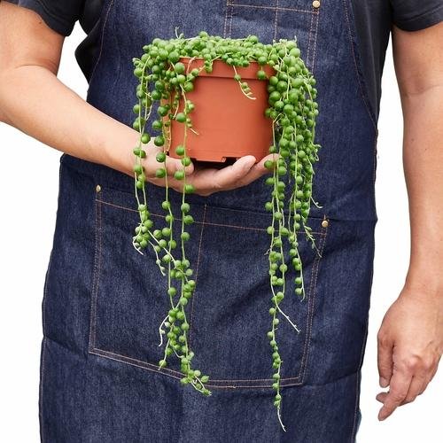 String of Pearls Plant | Senecio rowleyanus