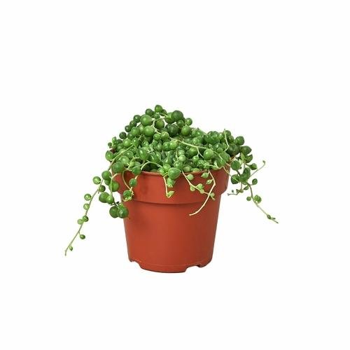 String of Pearls Plant | Senecio rowleyanus