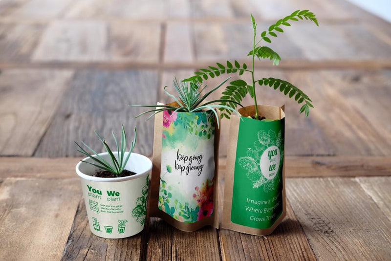 You Plant We Plant Tree Kits Gift Pack