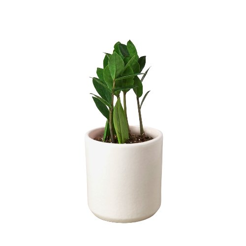 ZZ Plant | Zamioculcas Zamiifolia