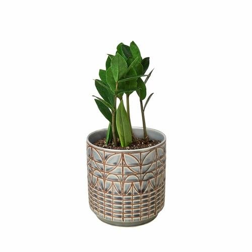 ZZ Plant | Zamioculcas Zamiifolia