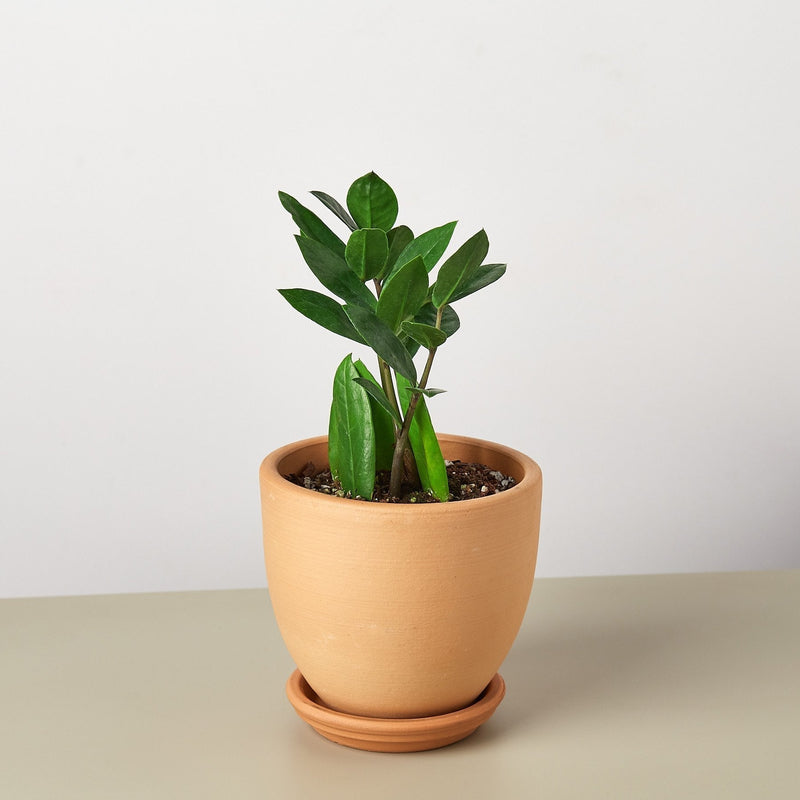 ZZ Plant | Zamioculcas Zamiifolia