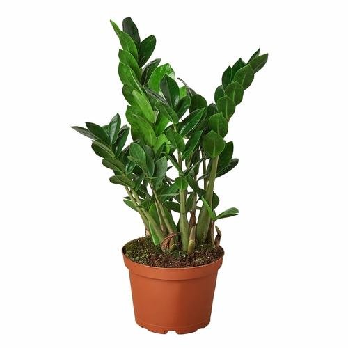 ZZ Plant | Zamioculcas Zamiifolia