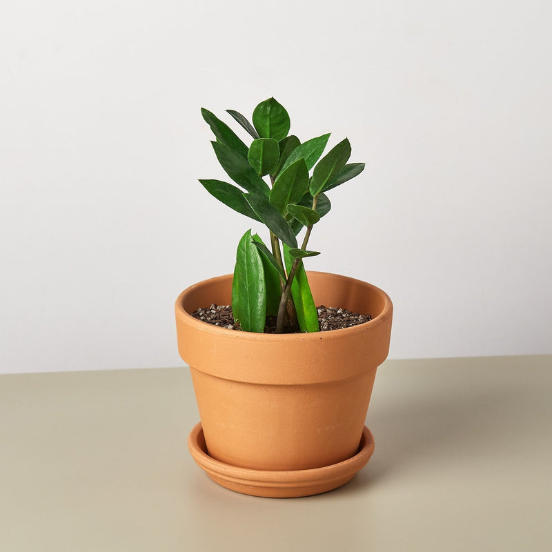 ZZ Plant | Zamioculcas Zamiifolia