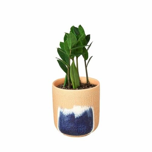 ZZ Plant | Zamioculcas Zamiifolia