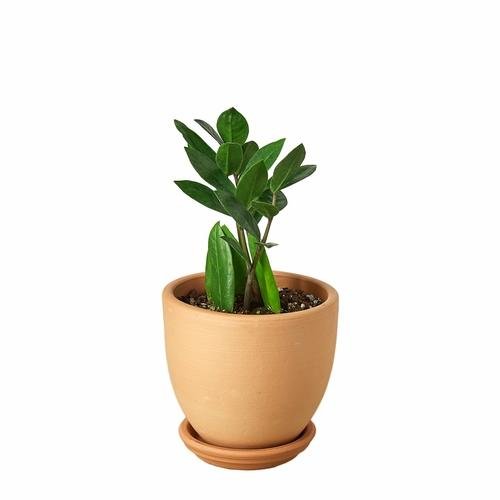 ZZ Plant | Zamioculcas Zamiifolia