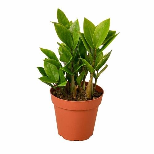 ZZ Plant | Zamioculcas Zamiifolia