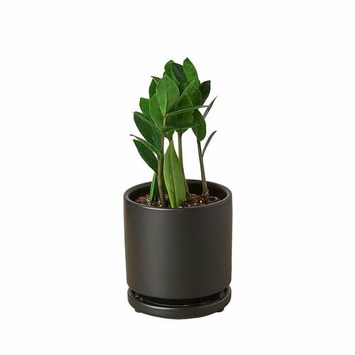 ZZ Plant | Zamioculcas Zamiifolia